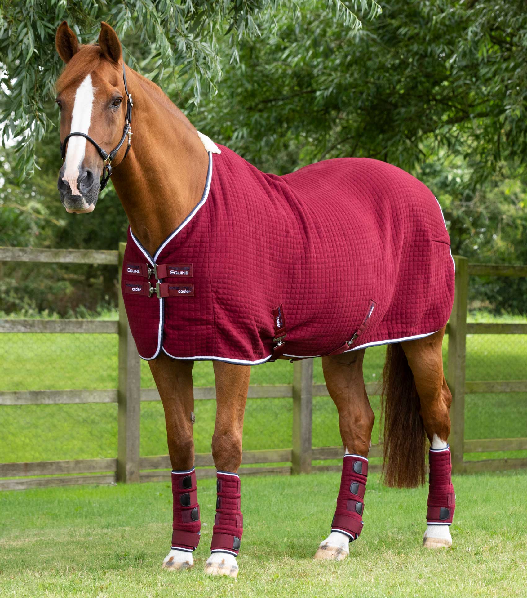 Cooler horse clearance