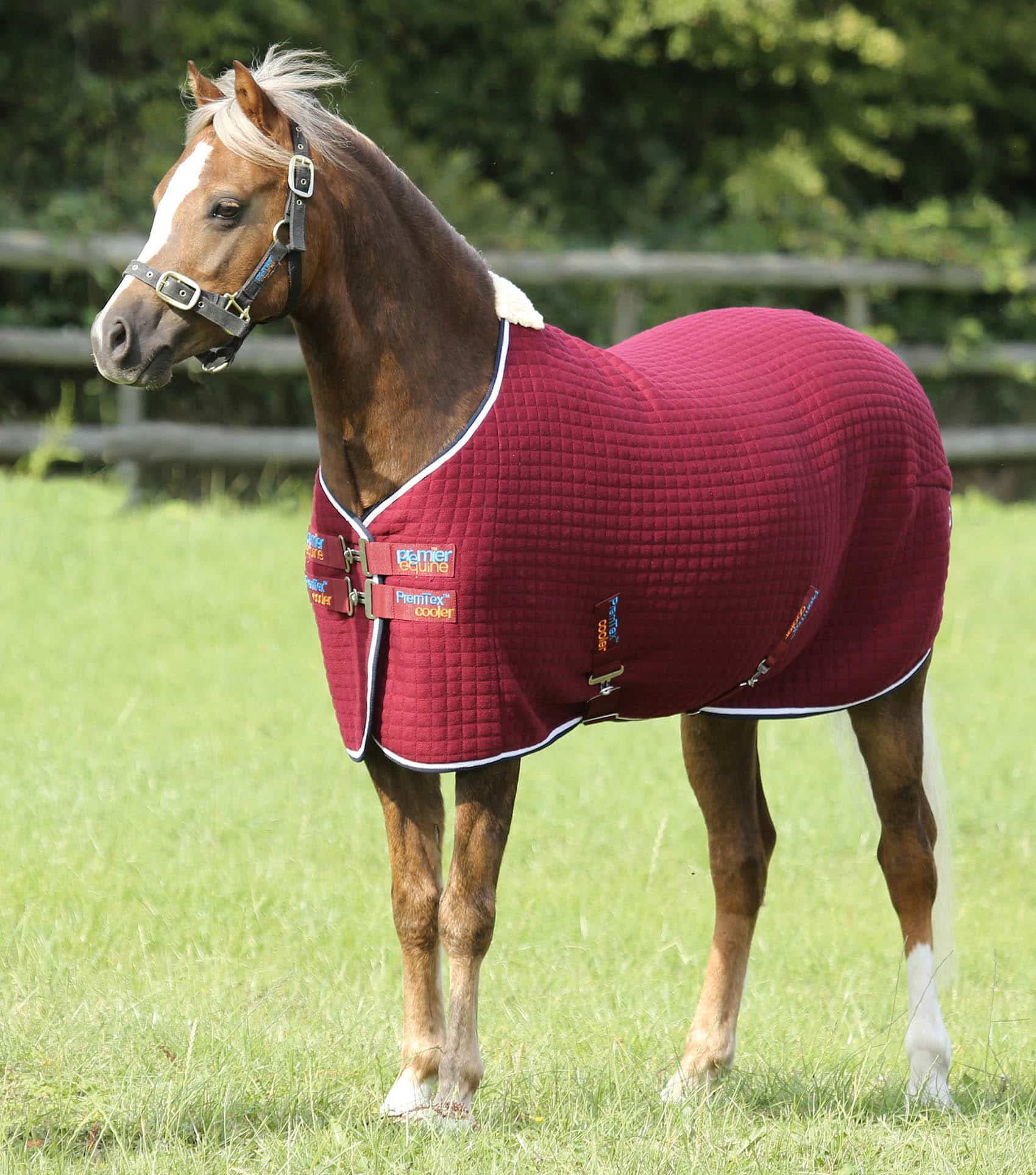 Pony PremTex Cooler Rug Premier Equine Int. Ltd.