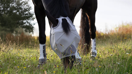 Best Fly Masks for Horses: How to Choose the Right Summer Protection