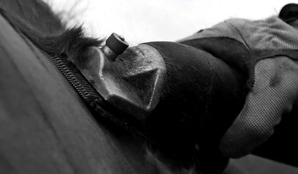 Pre-Clip Prep: Winter Horse Coat Care