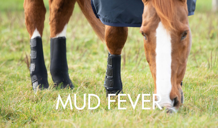 Equestrian mud fever prevention and tips for care if your horse develops it. 
