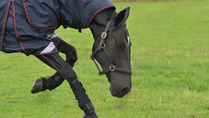 Horse Turnout Boots & Mud Fever Boots | Premier Equine