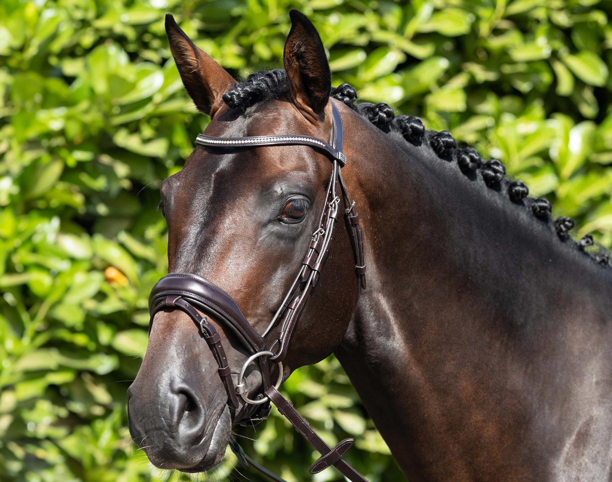 Block-of-4-Stellazio-Anatomic-Snaffle-Bridle-with-Flash-Brown