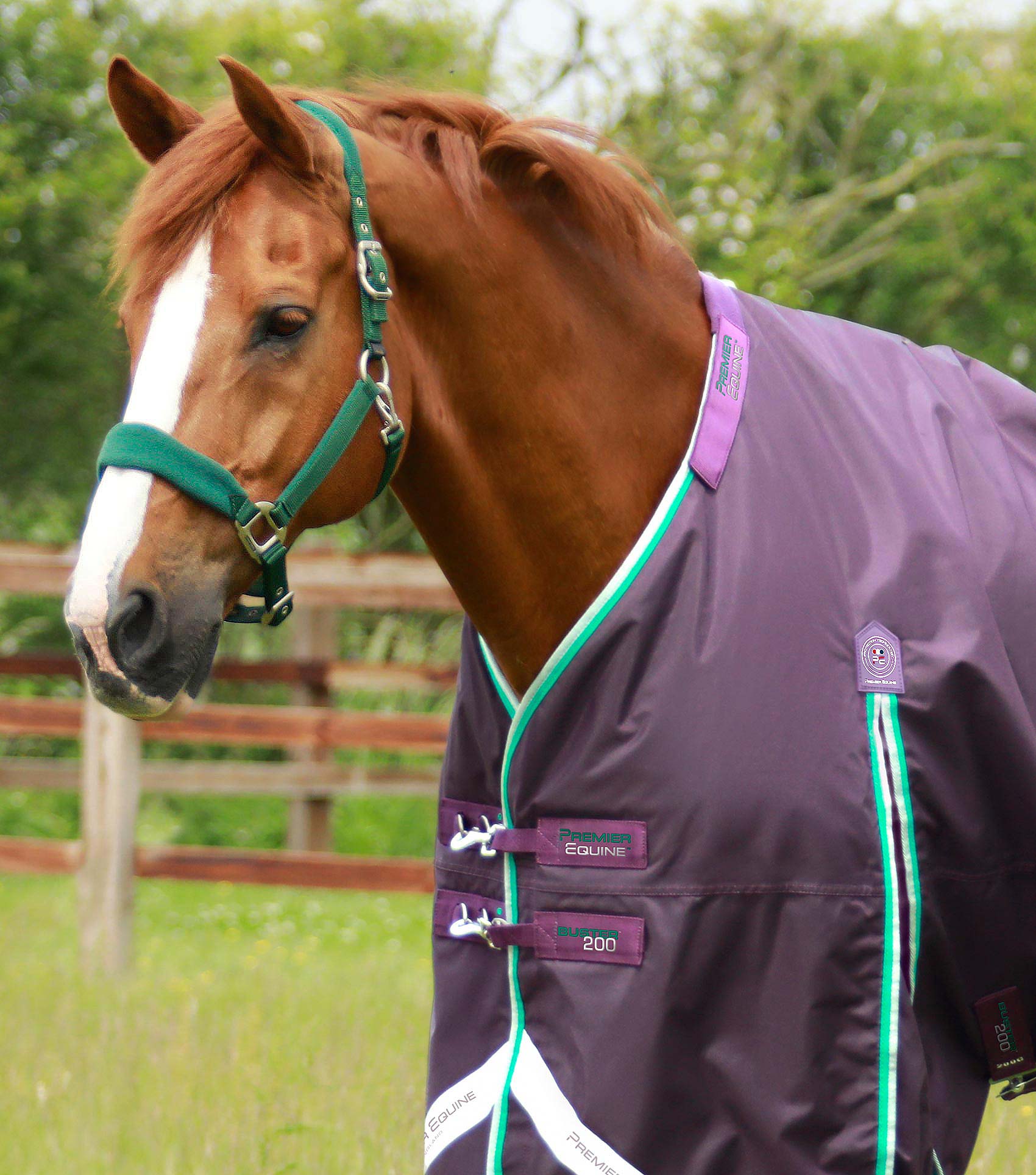 Buster 200g Turnout Rug with SnugFit Neck Cover Premier Equine Int. Ltd.