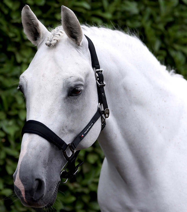 Corda Padded Head Collar with Lead Rope Black