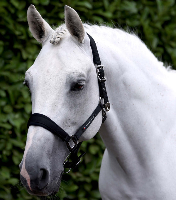 Corda Padded Head Collar with Lead Rope Black