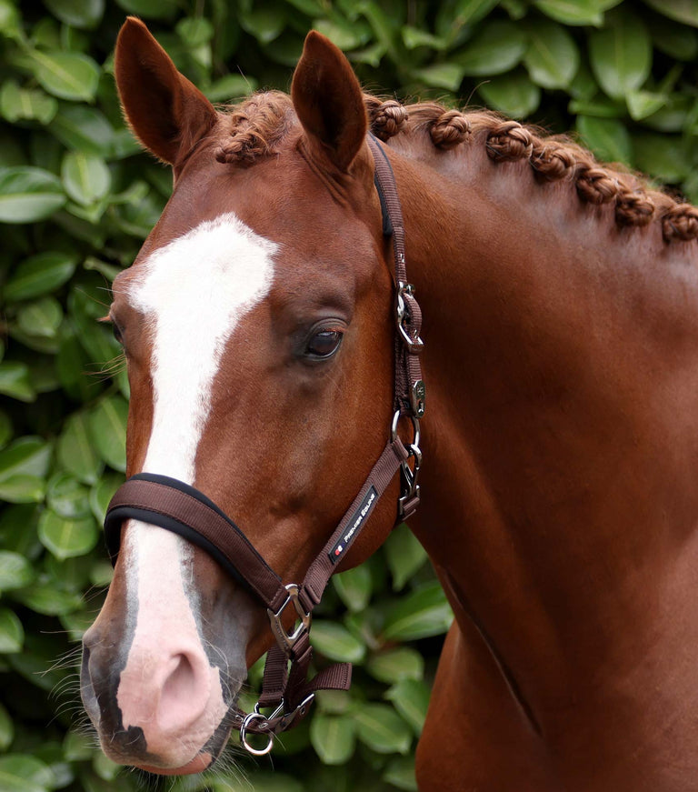 Corda Horse Head Collar with Lead Rope Brown