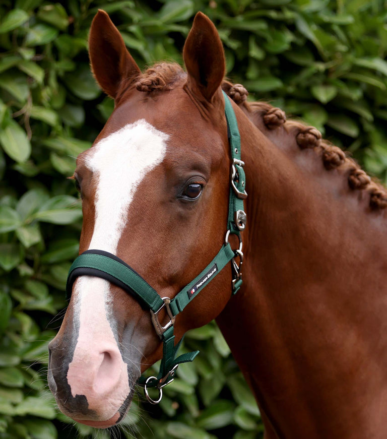 Corda Horse Head Collar with Lead Rope Green