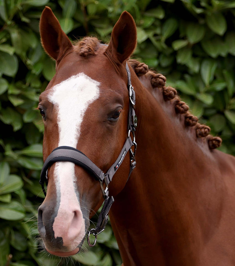 Corda Horse Head Collar with Lead Rope Grey