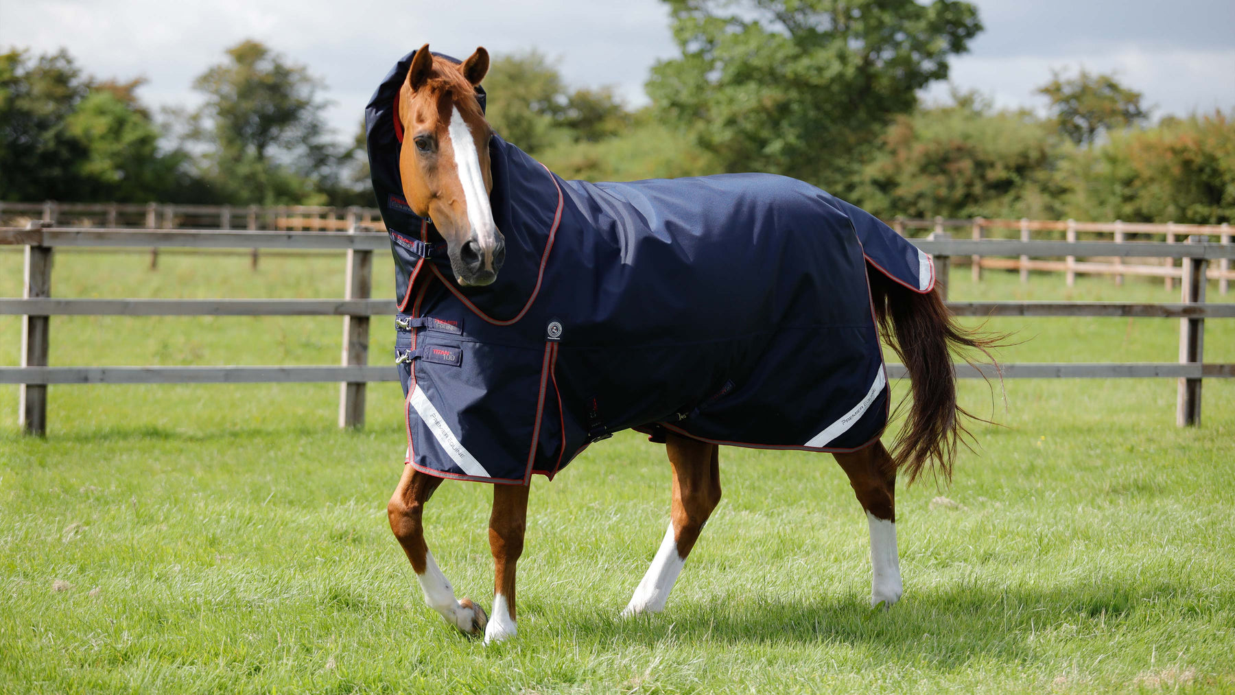 Horse wearing a Premier Equine waterproof turnout rug in the field