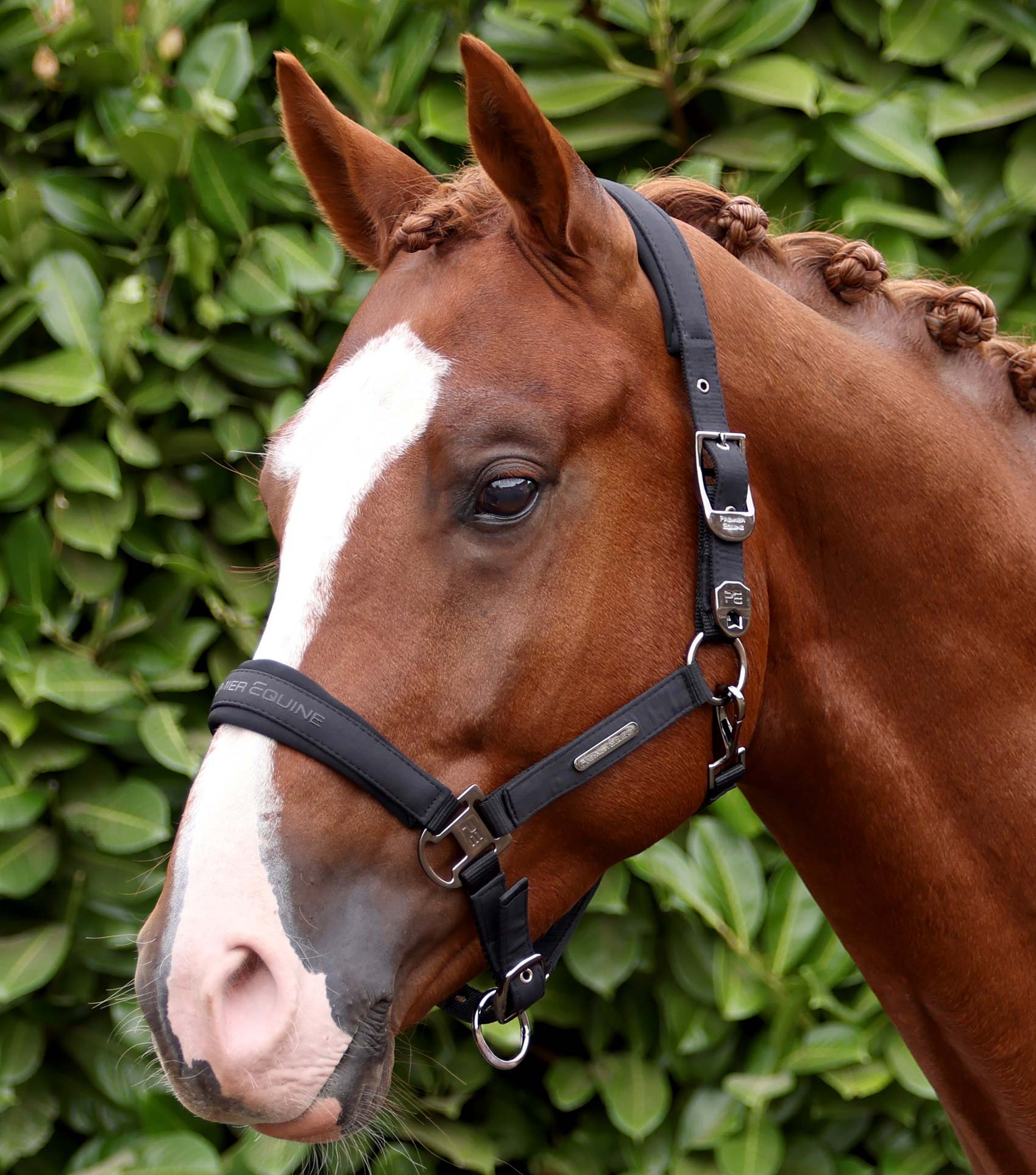 Duco Padded Head Collar With Lead Rope Black