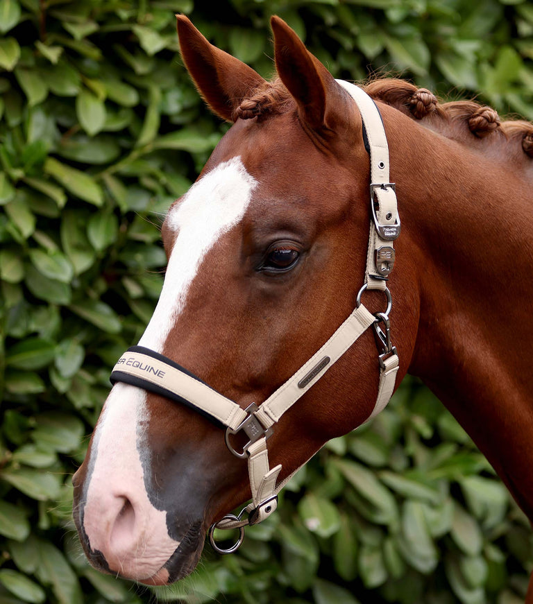 Duco Padded Head Collar with Lead Rope Taupe
