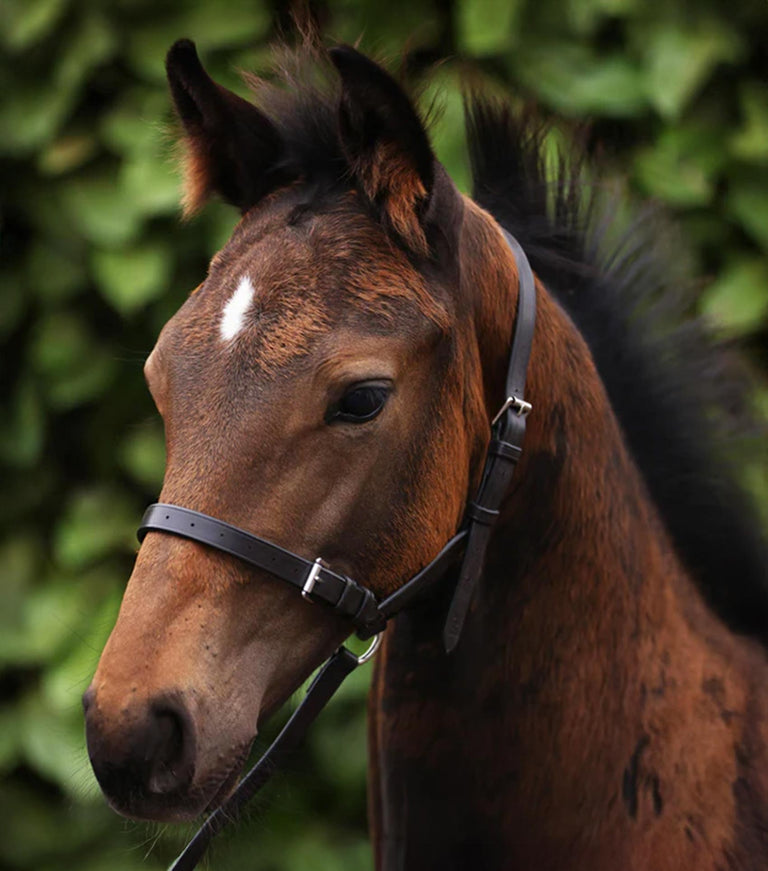 Foal Slip Three Quarter Inch