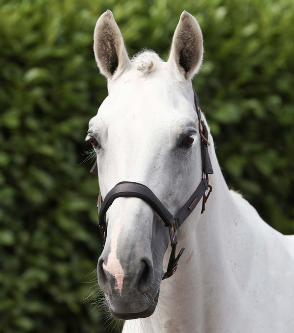 Fusco head collar with rope