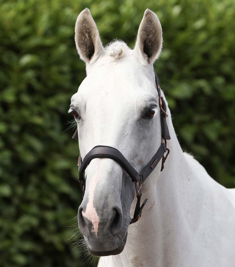 Fusco head collar with rope