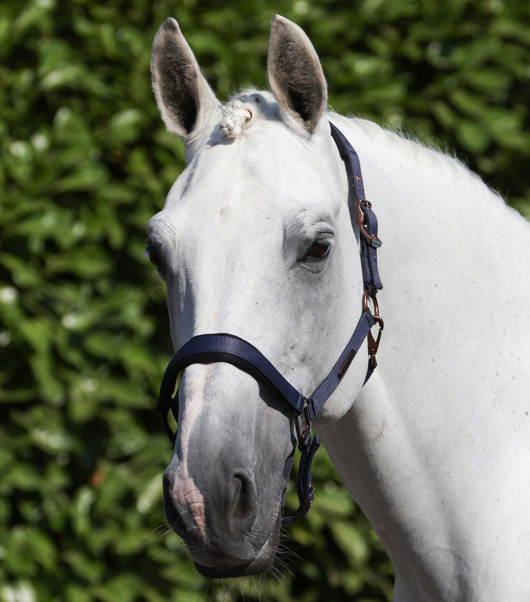 fusco head collar with rope