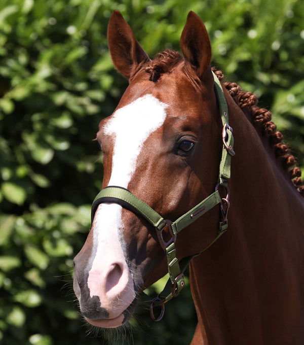 fusco head collar with rope