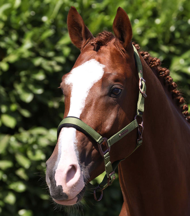 fusco head collar with rope