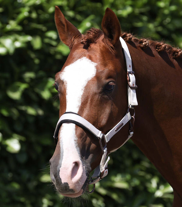 fusco head collar with rope