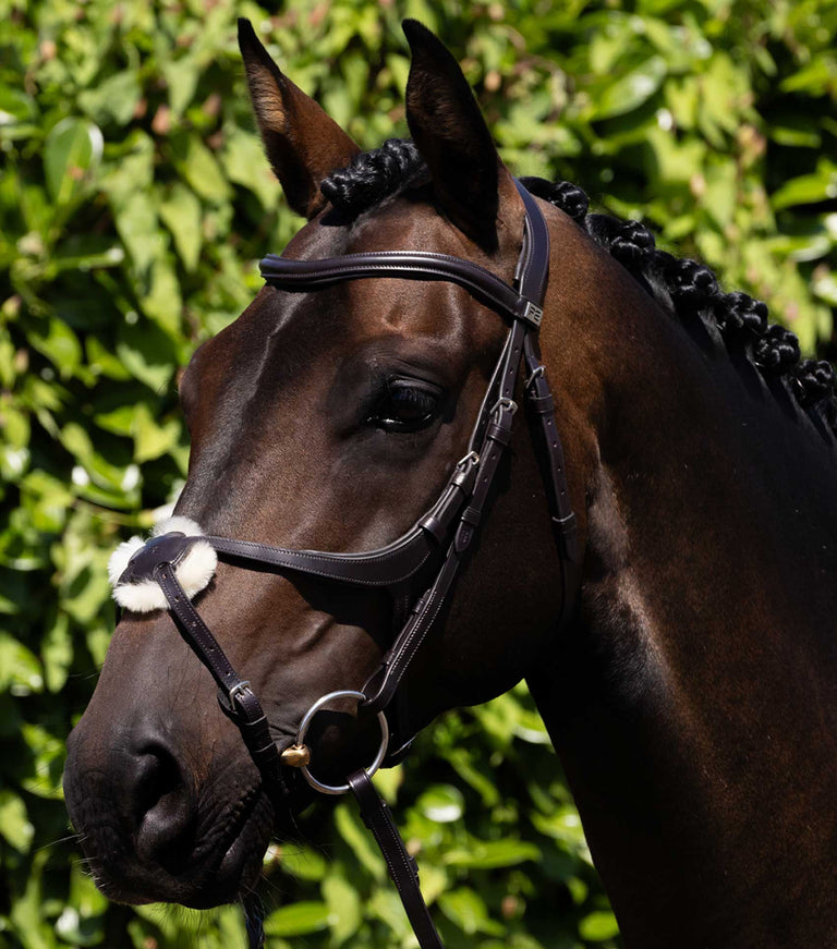Glorioso Grackle Bridle