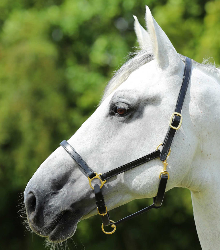 Plain Leather Head Collar