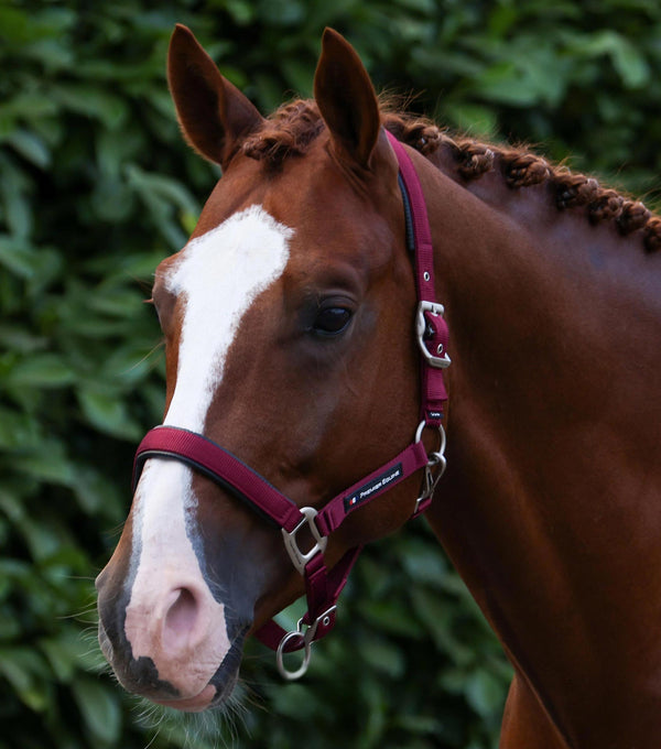 Plain padded head collar with rope