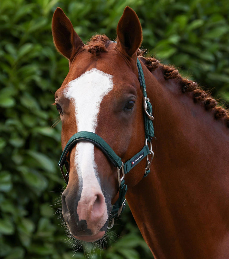 Plain padded head collar