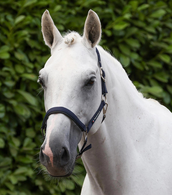 Plain padded head collar with rope