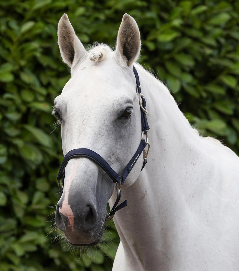 Plain padded head collar with rope
