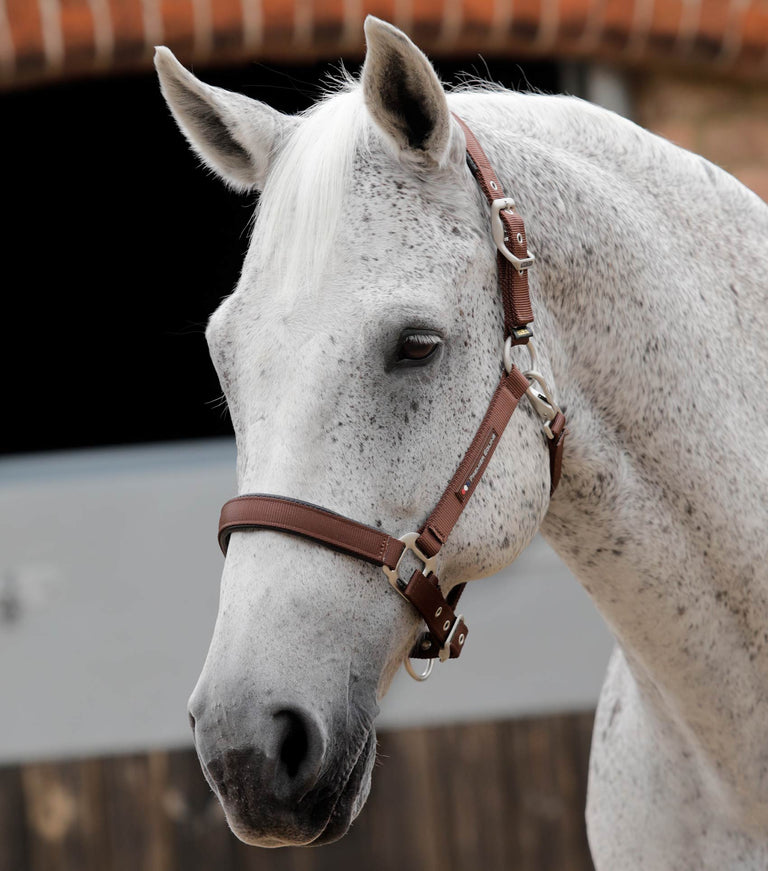 Plain Padded Horse Head Collar