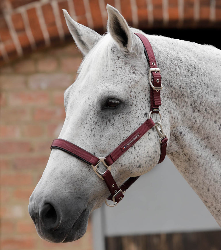 Plain Padded Horse Head Collar