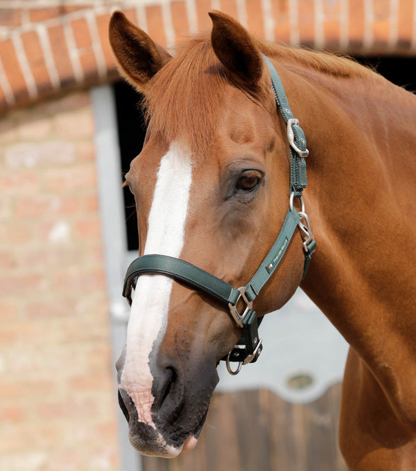 Plain Padded Horse Head Collar