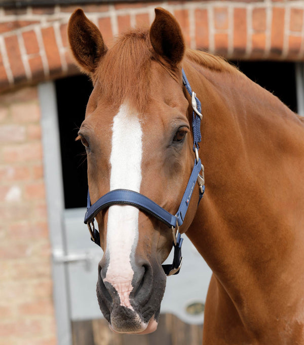 Plain Padded Horse Head Collar