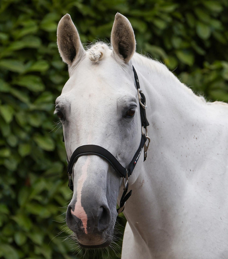 Plain Padded Head Collar with Lead Rope Black