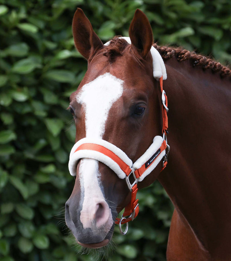 Techno wool head collar with rope
