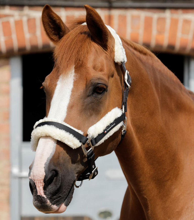 Techno Wool Lined Head Collar