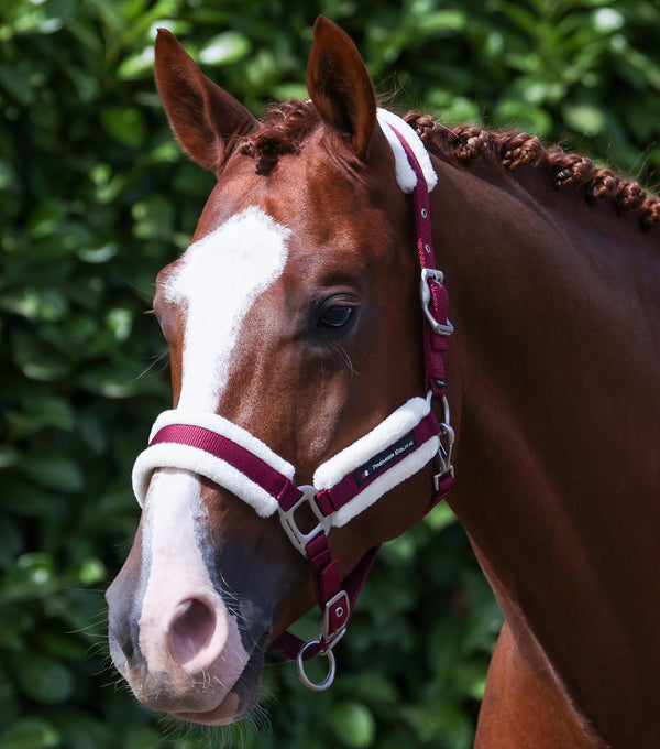 Techno wool head collar with rope