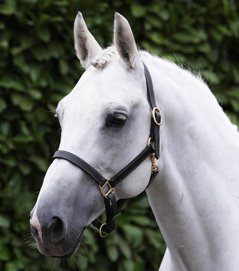 Traditional Leather Headcollar