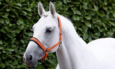 An image thumbnail accompanying the content below.