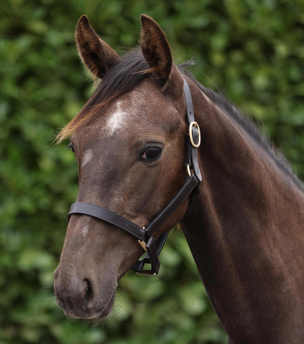 Yearling Head Collar