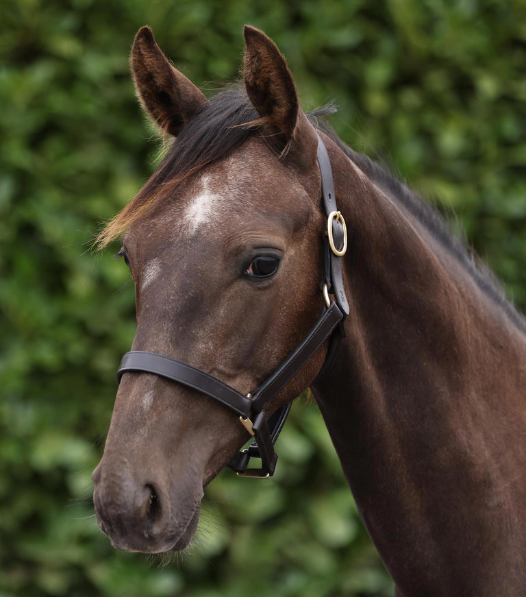 Yearling Head Collar