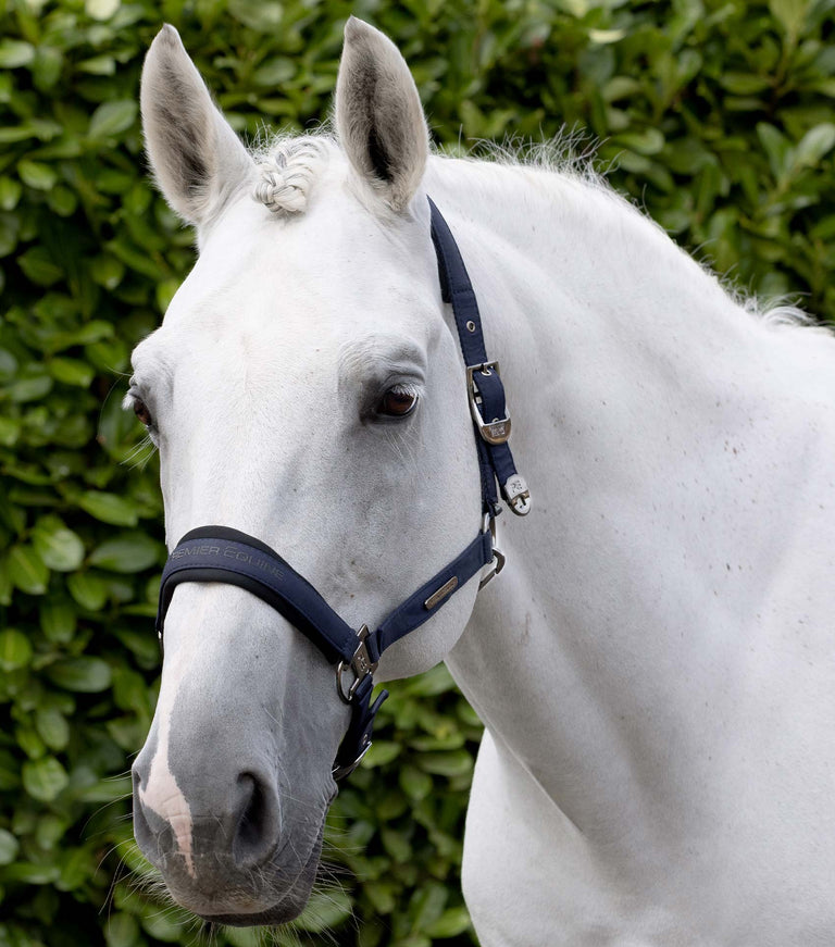 Duco Padded Head Collar with Lead Rope Navy