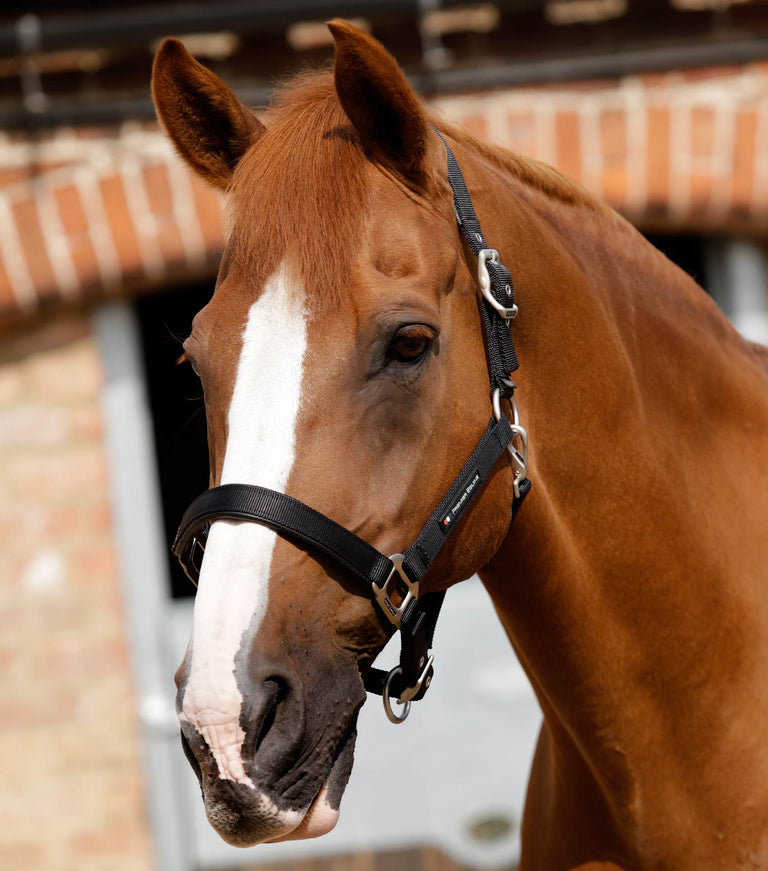 Plain Padded Horse Head Collar