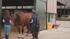 Buster-Zero-Turnout-Rug-Desktop-Video