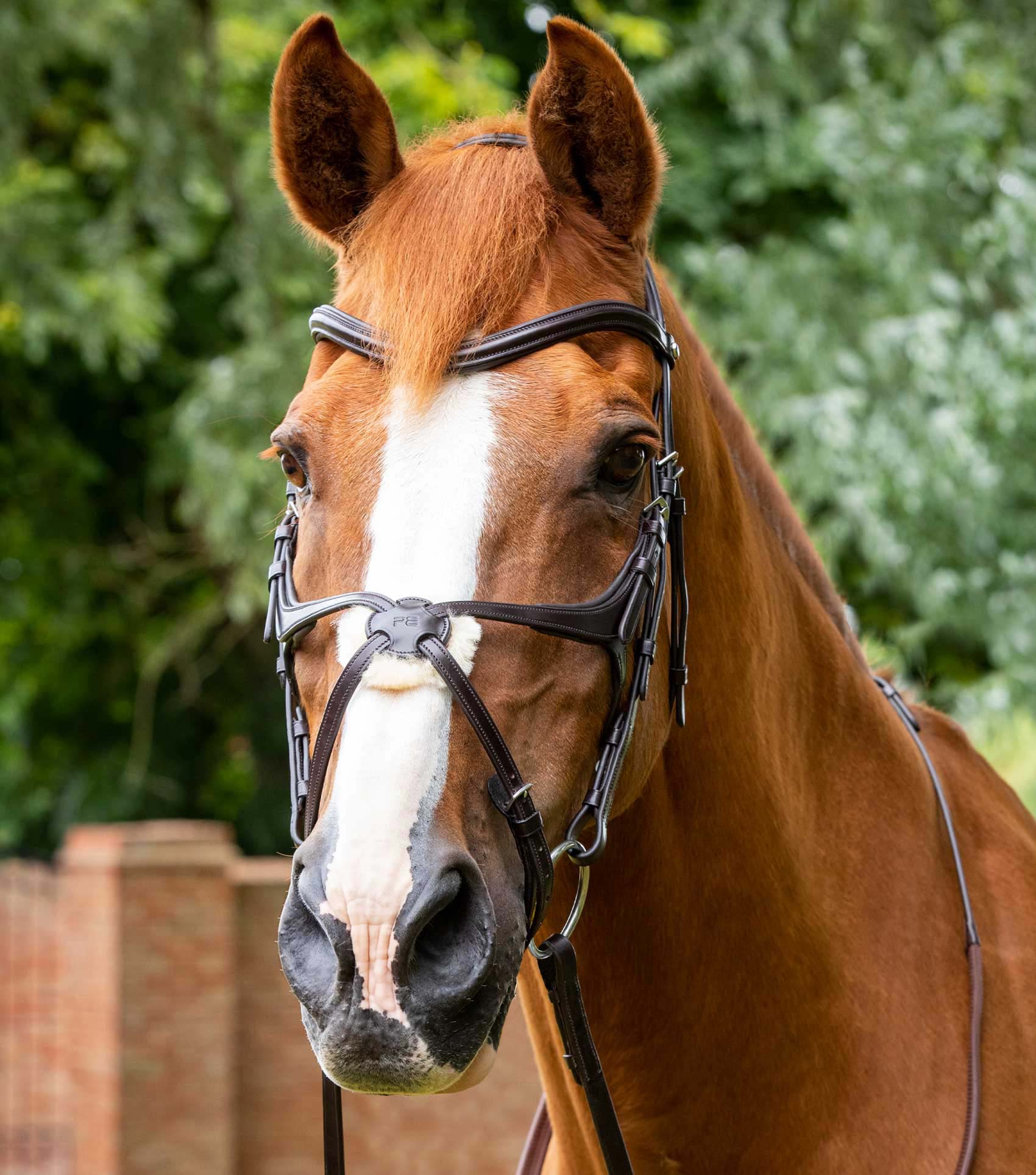 Glorioso Grackle Bridle Premier Equine Int. Ltd