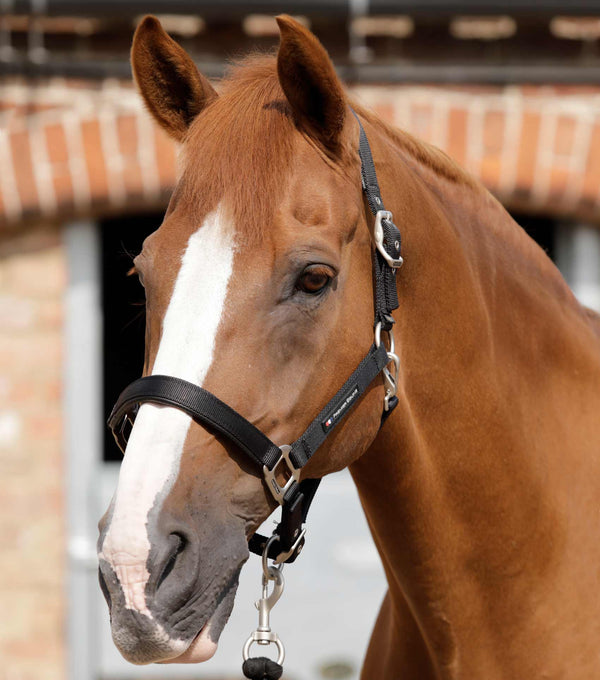 Plain Padded Horse Head Collar